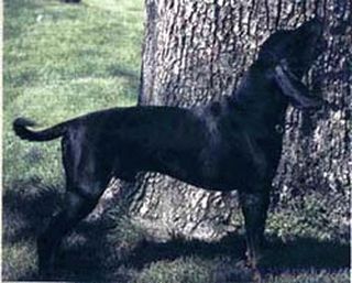 Породы собак. Фото  Американская черно - подпалая енотовая гончая