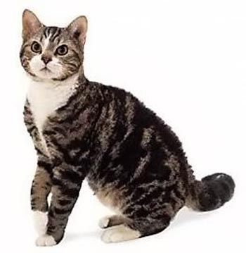 Американская жесткошерстная кошка. О породе. Фото.