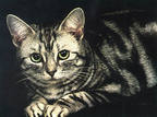 Американская  короткошерстная кошка. О породе. Фото.