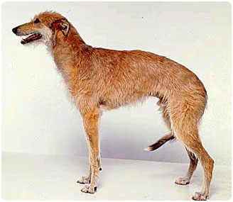 Породы собак. Фото  Американская оленья собака 