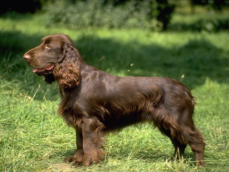 Породы собак. Фото  Американский водяной спаниель