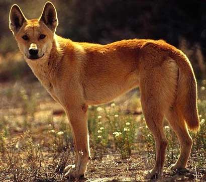 Породы собак. Фото австралийский динго.