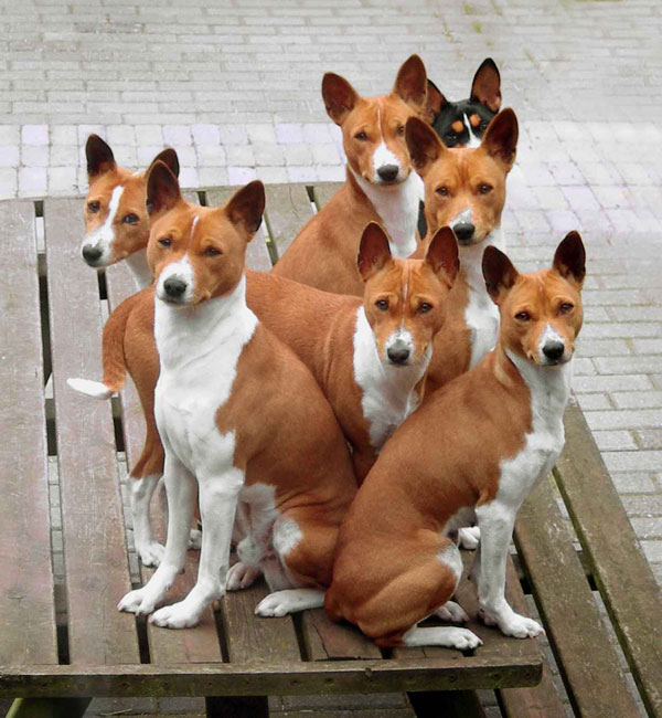 Породы собак. Фото  Басенджи