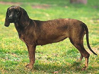 Породы собак. Фото баварская горная гончая