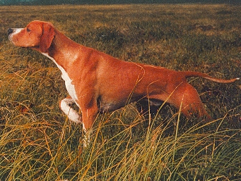 Породы собак. Фото герта пойнтер