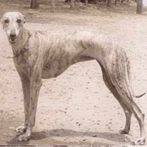 Породы собак. Фото собаки Рампурская борзая  