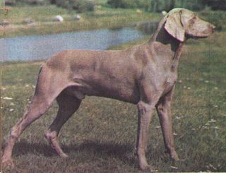 Породы собак. Фото австралийская борзая, кенгуровая собака.