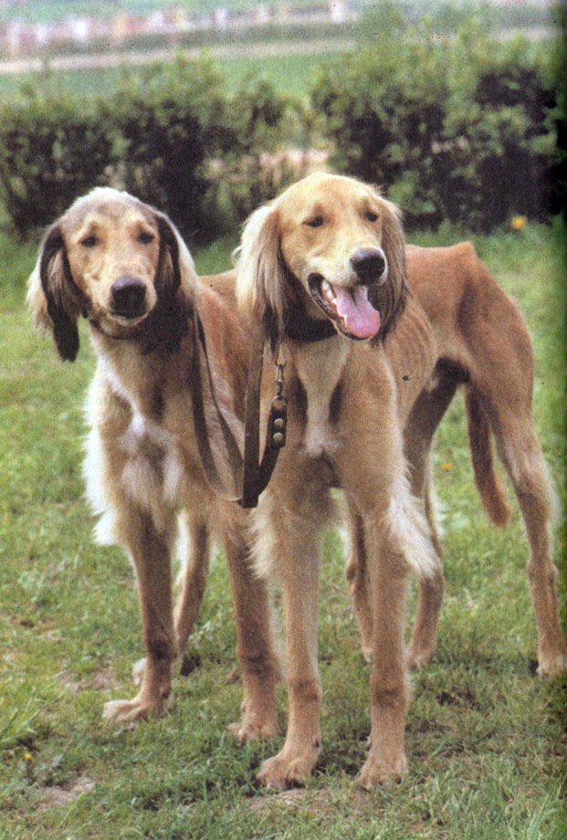 Породы собак. Фото собаки тазы 